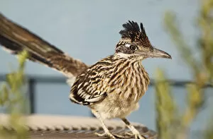 Roadrunner perched on an Air Conditioning Unit