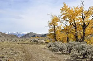 Idaho Prints: Roadway with autumnal coloured trees in the Big Lost River Valley