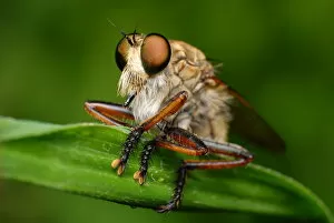 Images Dated 15th July 2010: Robber Fly