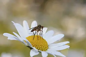 Robber fly -Asilidae- on a chamomile or camomile flower -Matricaria chamomilla-, Baden-Wuerttemberg, Germany, Europe
