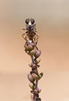 Images Dated 14th November 2010: Robber Fly -Asilidae-, Goegap Nature Reserve, Namaqualand, South Africa, Africa