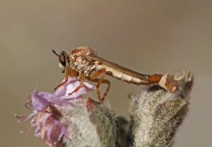 Images Dated 14th November 2010: Robber Fly -Asilidae sp.-, Goegap Nature Reserve, Namaqualand, South Africa, Africa