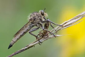 Robberfly -Machimus rusticus- with a captured hoverfly, Germany