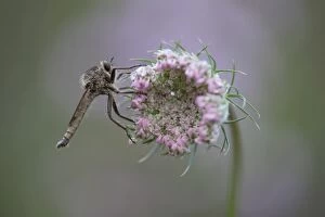 Robberfly -Machimus rusticus-, sitting on a flower of a wild carrot, Germany