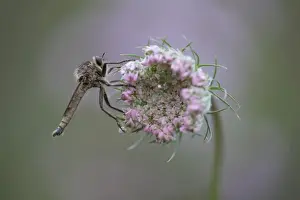 True Fly Prints: Robberfly -Machimus rusticus-, sitting on a flower of a wild carrot, Germany