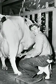 Robert Mitchum Milking Cow