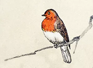 Images Dated 31st March 2015: Robin, birds animals antique ilustration