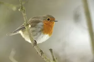 Images Dated 12th January 2010: Robin -Erithacus rubecula-