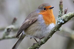 Beautiful Bird Species Gallery: Robin Red Breast (Erithacus rubecula) Collection