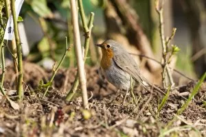 Images Dated 6th April 2012: Robin -Erithacus rubecula-, on the ground, Fuldabruck, Fuldabruck, Hesse, Germany