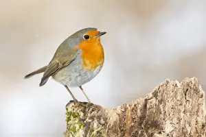Muscicapidae Prints: Robin -Erithacus rubecula-, North Hesse, Hesse, Germany