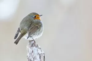 Images Dated 18th January 2013: Robin -Erithacus rubecula-, North Hesse, Hesse, Germany