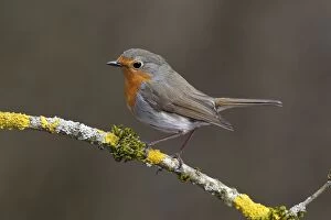Images Dated 24th March 2013: Robin -Erithacus rubecula- perched on a branch covered in lichen, Neunkirchen, Siegerland