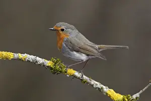 Nordrhein Westfalen Prints: Robin -Erithacus rubecula- perched on a branch covered in lichen