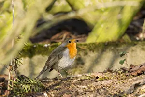 Images Dated 6th April 2012: Robin -Erithacus rubecula- perched on a log, Fuldabruck, Fuldabruck, Hesse, Germany