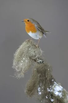 Robin -Erithacus rubecula- perched on a spruce branch covered in beard lichen, Swabian Alb biosphere reserve