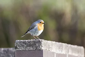 Images Dated 6th April 2012: Robin -Erithacus rubecula-, perched on a stone wall, Fuldabruck, Fuldabruck, Hesse, Germany