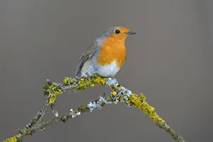 Images Dated 28th January 2013: Robin -Erithacus rubecula- perched on a twig, Swabian Alb biosphere reserve, Schwabische Alb