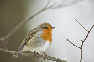Images Dated 19th January 2013: Robin -Erithacus rubecula- perched on twig, Bensberg, Bergisches Land, North Rhine-Westphalia