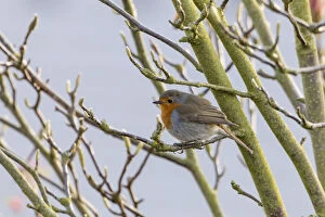 Images Dated 8th April 2012: Robin -Erithacus rubecula-, perched on a twig, Fuldabruck, Fuldabruck, Hesse, Germany