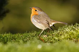 Images Dated 15th January 2012: Robin -Erithacus rubecula- standing on moss, Neunkirchen, Siegerland district