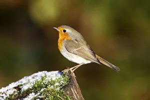Tree Stump Gallery: Robin -Erithacus rubecula- on a tree trunk in winter