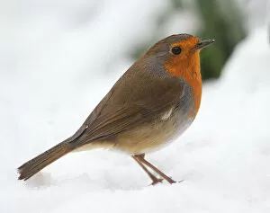 Images Dated 13th March 2015: Robin in Snow