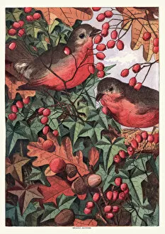 Images Dated 10th April 2017: Robins eating berries