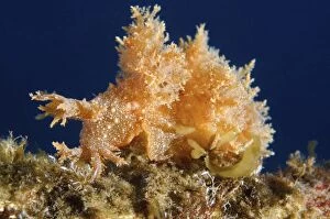 Mollusca Collection: Robust frond-aeolis nudibranch -Dendronotus robustus-, Sea of Japan, Primorsky Krai