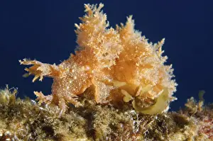Gastropod Prints: Robust frond-aeolis nudibranch -Dendronotus robustus