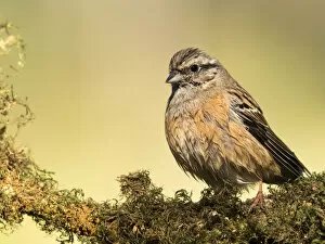Images Dated 6th November 2016: Rock Bunting (Emberiza cia) male, wetted on a branch drying off to the Sun. Spain, Europe