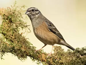 Images Dated 6th November 2016: Rock Bunting (Emberiza cia) male, standing on a branch of tree with lichens. Spain, Europe