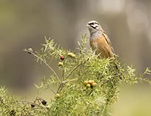 Images Dated 17th April 2016: Rock Bunting (Emberiza cia) male, , Spain