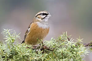 Images Dated 1st February 2014: Rock Bunting -Emberiza cia-, Tyrol, Austria