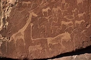 Images Dated 8th April 2013: Rock carvings of the San people, Damaraland, Kunene Region, Namibia