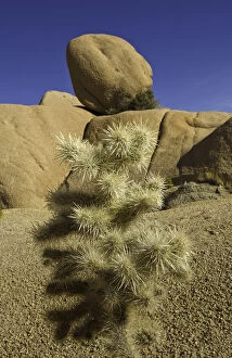 Images Dated 14th November 2010: rock formations, cactus, Joshua Tree National Park