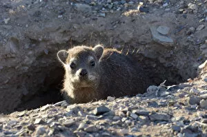 Images Dated 8th April 2013: Rock Hyrax or Cape Hyrax -Procavia capensis-, Erongo Region, Namibia