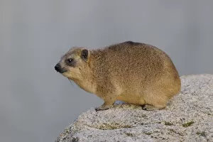 Images Dated 1st April 2011: Rock Hyrax or Cape Hyrax -Procavia capensis-