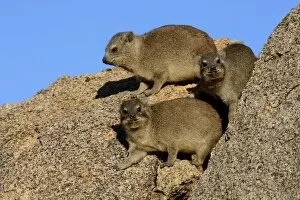 Images Dated 8th April 2013: Rock Hyrax or Cape Hyrax -Procavia capensis- basking in the sun on a rock, Erongo Region, Namibia