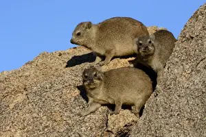 Hyracoidea Prints: Rock Hyrax or Cape Hyrax -Procavia capensis- basking in the sun on a rock