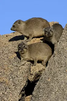 Sunbathing Prints: Rock Hyrax or Cape Hyrax -Procavia capensis- basking in the sun on a rock