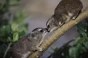 Two Rock Hyrax greeting each other on branch, close-up