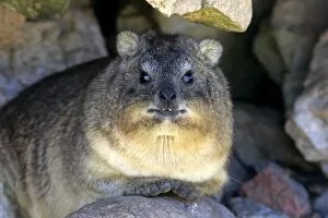 Rock Hyrax -Procavia capensis-, adult at burrow, Bettys Bay, Western Cape, South Africa