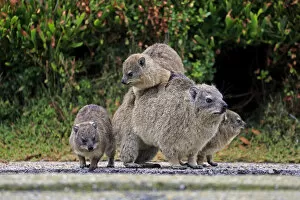 Images Dated 28th December 2013: Rock Hyrax -Procavia capensis- adult female with three young, social behavior, Bettys Bay