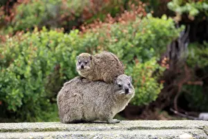 Hyracoidea Prints: Rock Hyrax -Procavia capensis- adult female with young on back