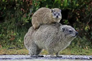 Hyracoidea Prints: Rock Hyrax -Procavia capensis- adult female with young on back