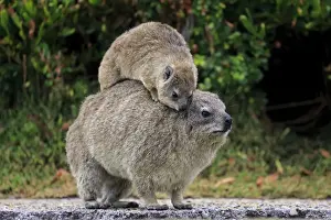 Hyracoidea Prints: Rock Hyrax -Procavia capensis- adult female with young on back