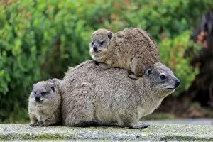 Images Dated 28th December 2013: Rock Hyrax -Procavia capensis-, female with two young, social behavior, Bettys Bay, Western Cape