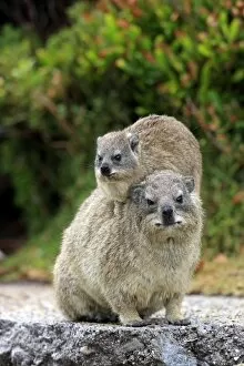 Rock Hyrax -Procavia capensis-, female with young on her back, social behaviour, Bettys Bay, Western Cape, South Africa