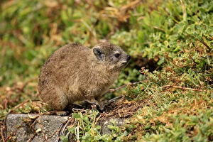 Images Dated 28th December 2013: Rock Hyrax -Procavia capensis-, young, Bettys Bay, Western Cape, South Africa
